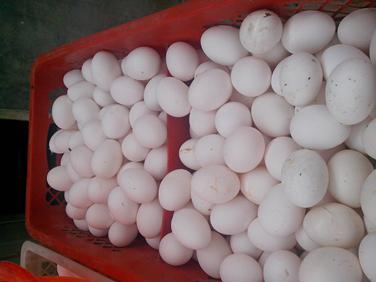 壹定发(中国游)最新官方网站